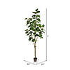 Vickerman 7' Artificial Potted Fig Tree Image 3