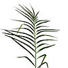Vickerman 7' Artificial Potted Pheonix Palm Tree Image 1