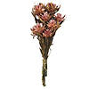 Vickerman 8-20" Erica Pink Plumosum, Female, 8 flower heads per bundle, Preserved Image 1