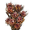 Vickerman 8-20" Erica Pink Plumosum, Female, 8 flower heads per bundle, Preserved Image 1