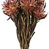 Vickerman 8-20" Erica Pink Plumosum, Female, 8 flower heads per bundle, Preserved Image 2