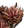 Vickerman 8-20" Erica Pink Plumosum, Female, 8 flower heads per bundle, Preserved Image 3