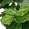 Vickerman 8' Artificial Potted Fiddle Tree Image 2