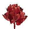 Vickerman 8" Dried Red Queen Flower Image 2