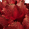Vickerman 8" Dried Red Queen Flower Image 3