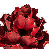 Vickerman 8" Dried Red Queen Flower Image 4