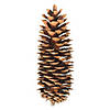 Vickerman 9.5"-10" Sugar Pinecones. Includes seventy sugar pinecones per case. Image 1