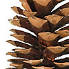 Vickerman 9.5"-10" Sugar Pinecones. Includes seventy sugar pinecones per case. Image 1