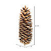 Vickerman 9.5"-10" Sugar Pinecones. Includes seventy sugar pinecones per case. Image 2