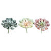 Vickerman 9.5" Artificial Rust Green Peperomia Succulent - 3/pk Image 1