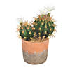 Vickerman 9" Green Cactus in Clay Pot Image 1
