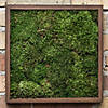 Vickerman Bag of Green Sheet Moss, Preserved Image 1