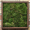 Vickerman Box Green Moss, Sheet - 6.6 Lbs Bulk Case, Preserved Image 1