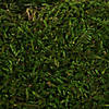 Vickerman Box Green Moss, Sheet - 6.6 Lbs Bulk Case, Preserved Image 2
