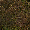 Vickerman Box Green Moss, Sheet - 6.6 Lbs Bulk Case, Preserved Image 3