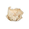 Vickerman Natural Botanicals 2.75" Palm Cap, Bleached. Includes 25 pieces per Pack. Image 1