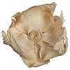 Vickerman Natural Botanicals 2.75" Palm Cap, Bleached. Includes 25 pieces per Pack. Image 3