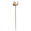 Vickerman Natural Botanicals 2.75" Palm Cap, Bleached and White Wash on Stem. Includes 25 pieces per Pack. Image 1