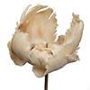 Vickerman Natural Botanicals 2.75" Palm Cap, Bleached and White Wash on Stem. Includes 25 pieces per Pack. Image 2