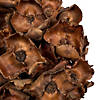 Vickerman Natural Botanicals 2.75" Palm Cap, Natural on Stem. Includes 75 pieces per Pack. Image 4