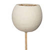 Vickerman Natural Botanicals 20" Bell Cup, Bleached on Stem. Includes 40 Stems per Pack. Image 2