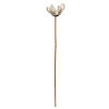 Vickerman Natural Botanicals 20" Bullet Flower, Bleached on Stem. Includes 50 Stems per pack. Image 1