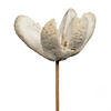 Vickerman Natural Botanicals 20" Bullet Flower, Bleached on Stem. Includes 50 Stems per pack. Image 2