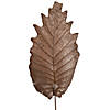 Vickerman Natural Botanicals 20" Oak Leaf, Natural on Natural Ting Ting. Includes 100 pieces per Pack. Image 2