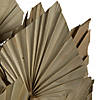 Vickerman Natural Botanicals 20" Palm Spear, Natural. Includes 50 pieces per Pack. Image 3