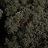 Vickerman Natural Botanicals 9 lb. Silver Grey Reindeer Moss, Preserved. Image 1