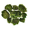 Vickerman Premium Green Mood Moss, Preserved Image 1