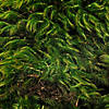 Vickerman Premium Green Mood Moss, Preserved Image 3