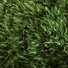 Vickerman Premium Green Mood Moss, Preserved Image 4