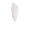 White Pampas Grass &amp;#8211; 6 Pc. Image 1