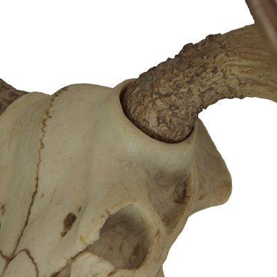 World of Wonders Large Lifelike Bull Moose Skull Hanging Wildlife Decor Statue Image 2