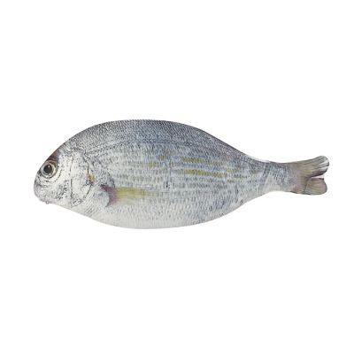 Wrapables Novelty Fish Style Pencil Case, White Image 1