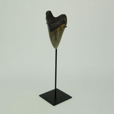 Zeckos Mounted Giant 6 Inch Megalodon Shark Tooth Fossil Replica Sculpture Image 1