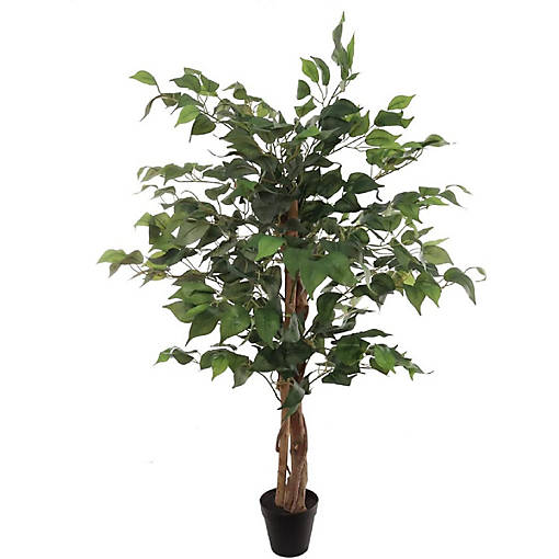 3ft Green Ficus Tree in Black Pot