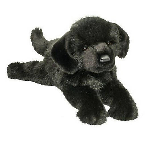 Douglas Abraham Black Lab