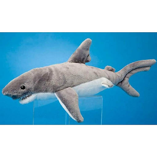 Douglas Iley Shark