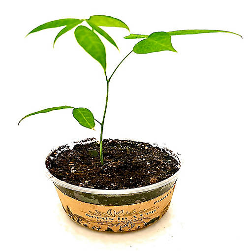 Elm Tree Starter Kit - Seeds In A Cup