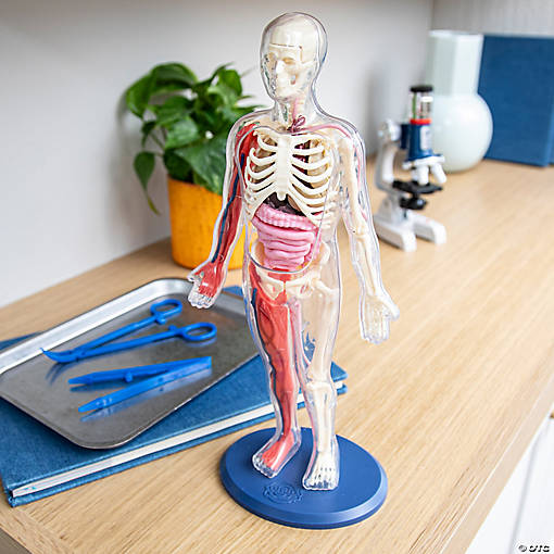 Human Body Model