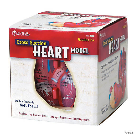 HUMAN HEART CROSSSECTION MODEL