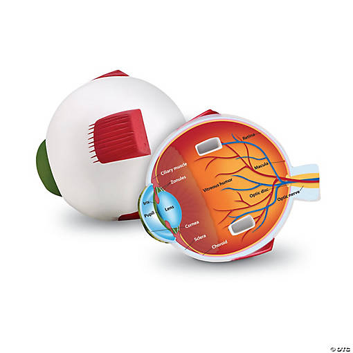 Learning Resources Soft Foam Cross-Section Eye Model