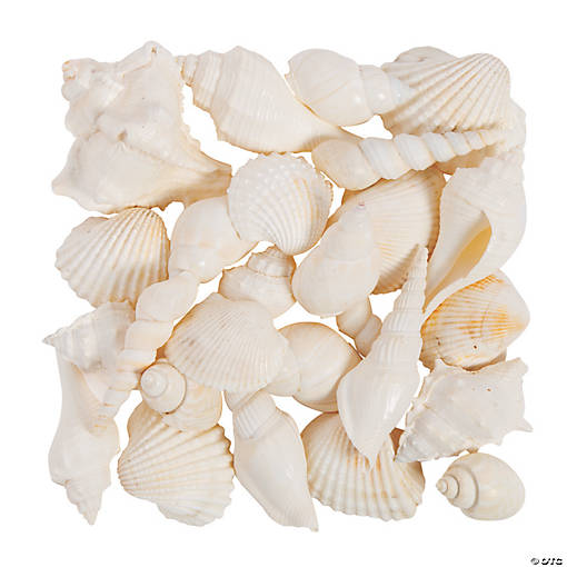 Mixed Large White Sea Shells