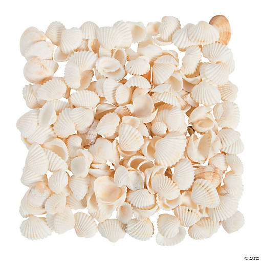 Natural Clamrose Sea Shells
