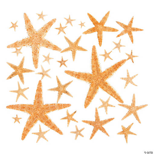 Natural Starfish Assortment - 30 Pc.
