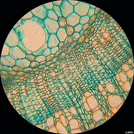 Prepared Slides: Set of 25