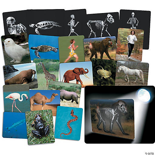 Roylco Whats Inside Animals