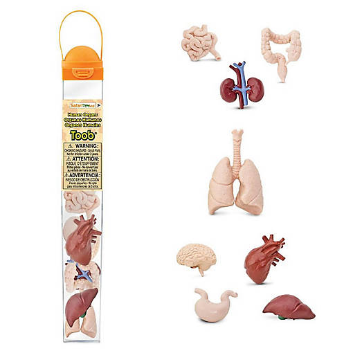 Safari Human Organs TOOB